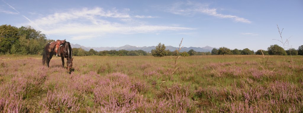 La brughiera della Baraggia di Candelo in fiore